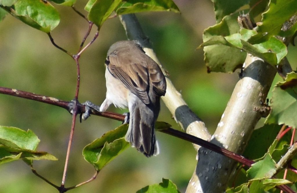 Bigiarella (Sylvia curruca)